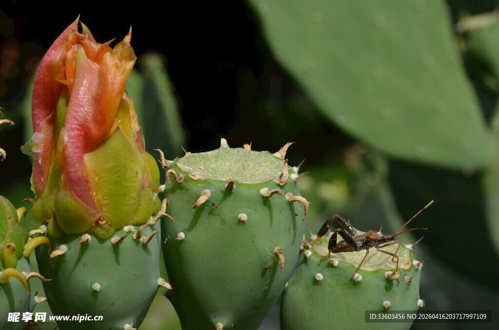 仙人掌上的多彩花苞
