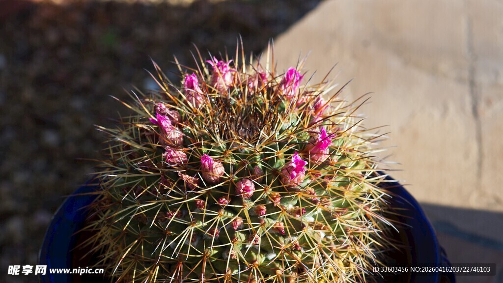 带花的仙人球特写