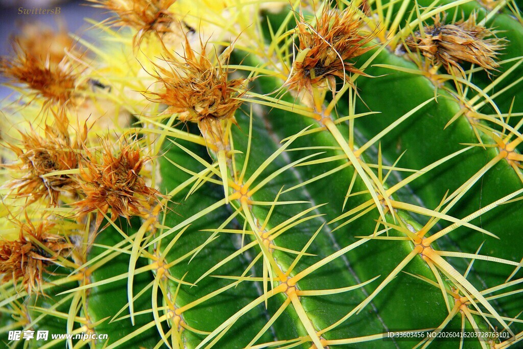 带刺的绿色仙人掌