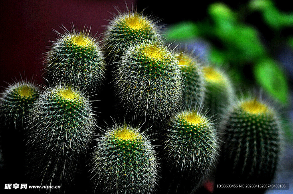 可爱多刺的黄色仙人掌