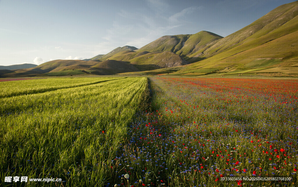 田野花海美景