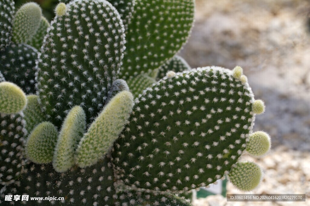 多刺仙人掌特写