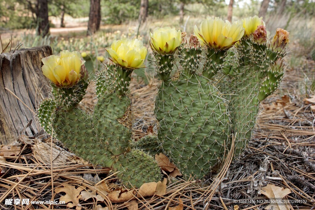 野外绽放的黄色仙人掌花