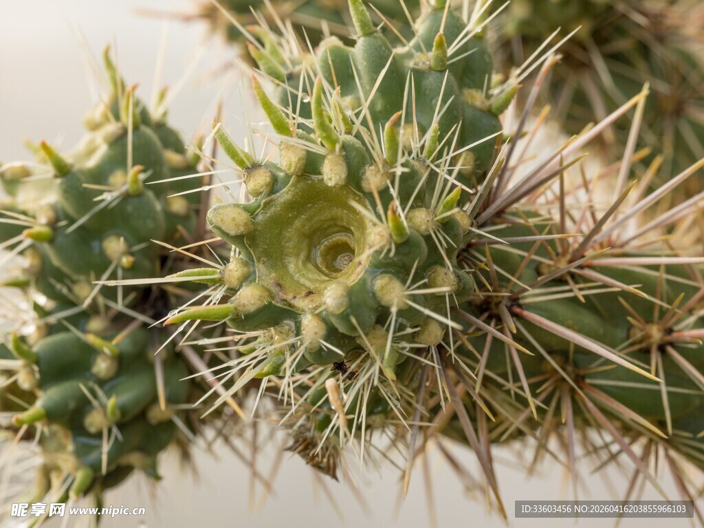带刺的仙人掌特写