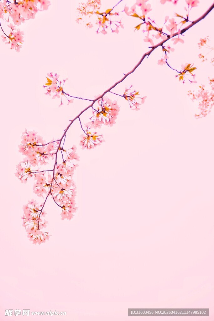粉色樱花枝条唯美画面