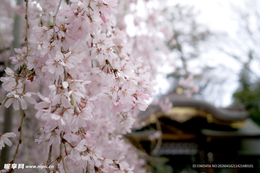烂漫樱花下的古朴建筑