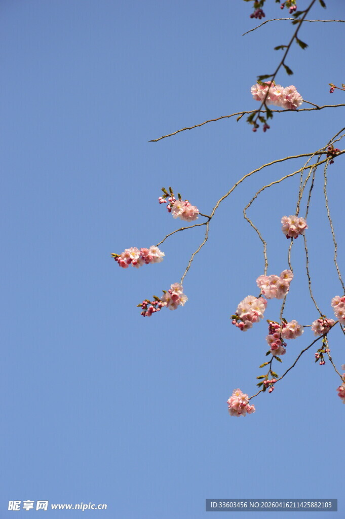 蓝天映衬下的粉嫩花枝