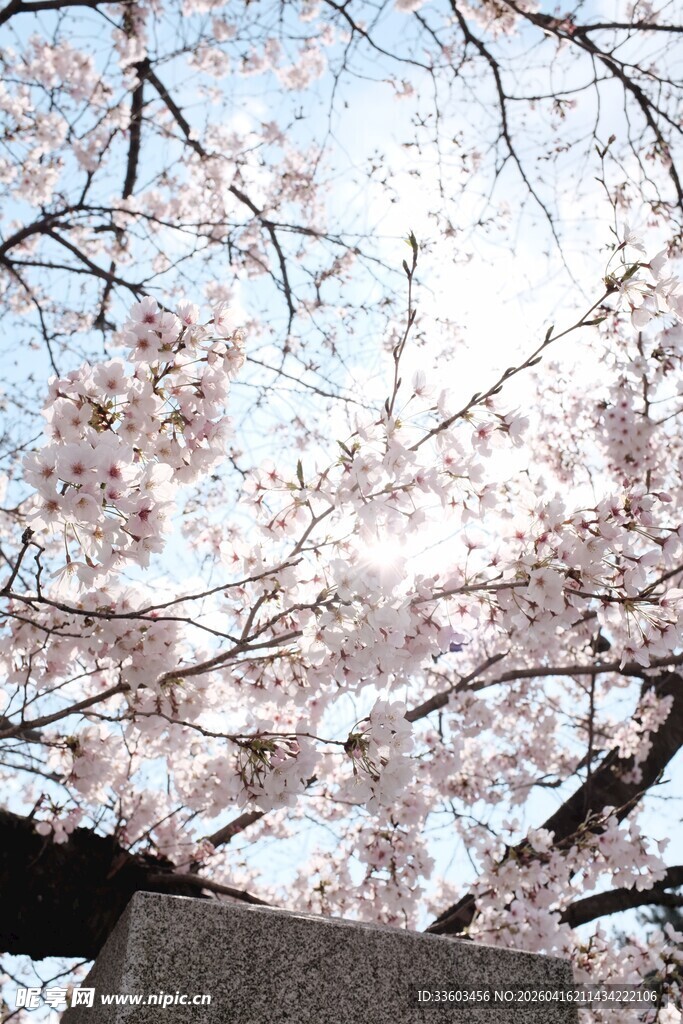 枝头烂漫樱花绽