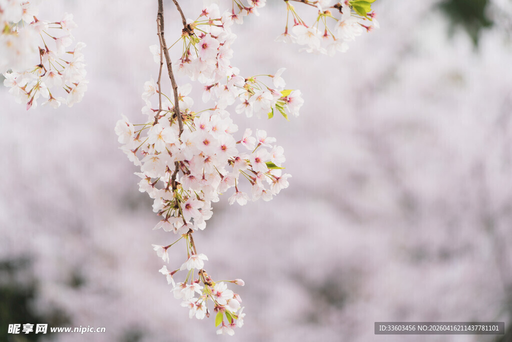 垂落的粉嫩樱花枝