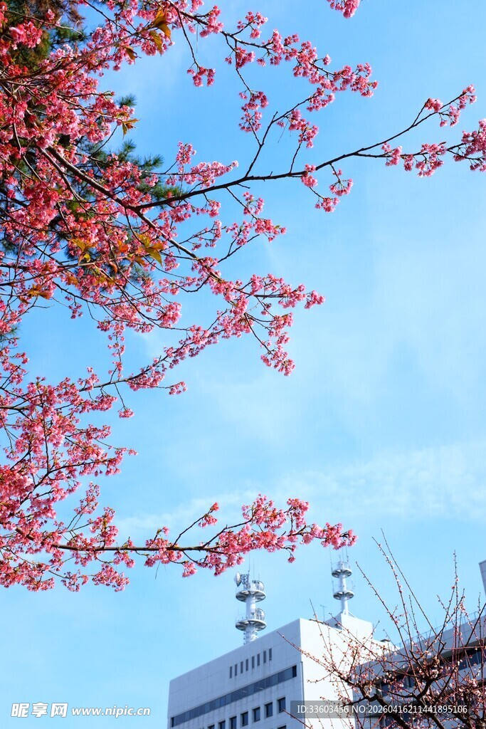 蓝天映衬下的绚烂红树枝