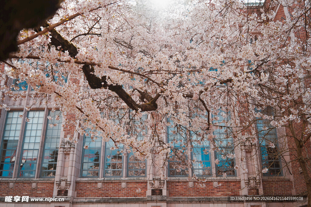 校园樱花烂漫景致