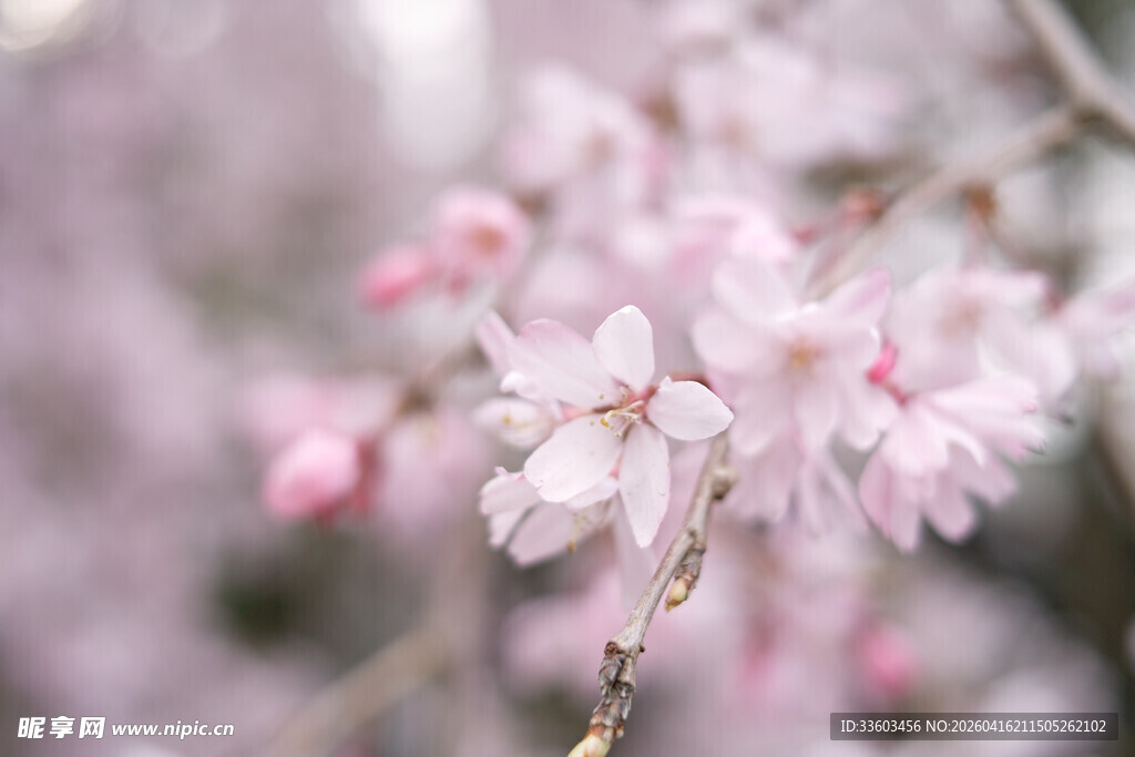 春日绽放的粉嫩樱花