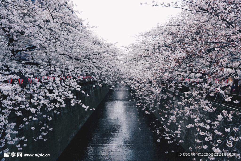 樱花烂漫的河道美景