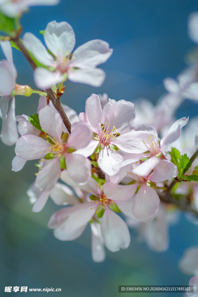 粉嫩樱花枝头绽放
