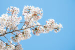 蓝天映衬下的烂漫樱花