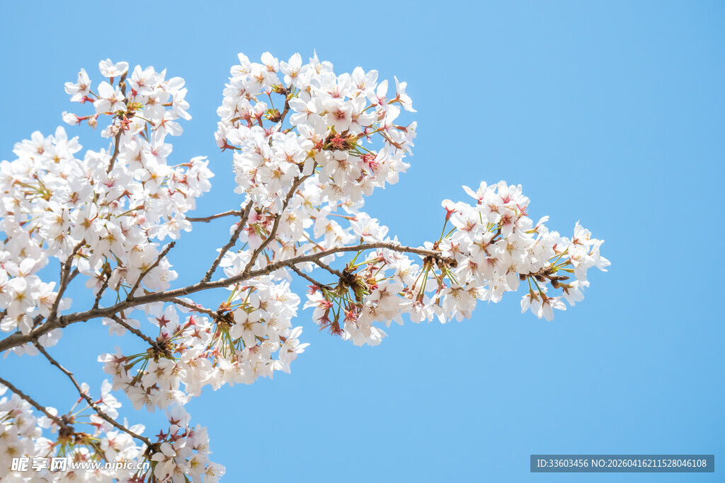 蓝天映衬下的烂漫樱花