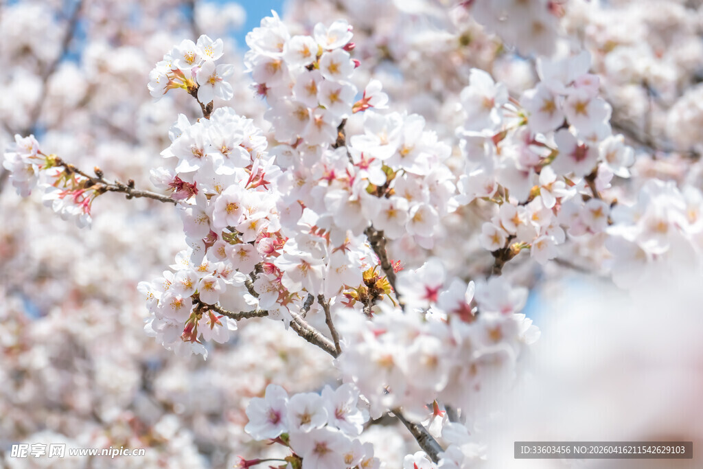 春日烂漫盛开的粉嫩樱花