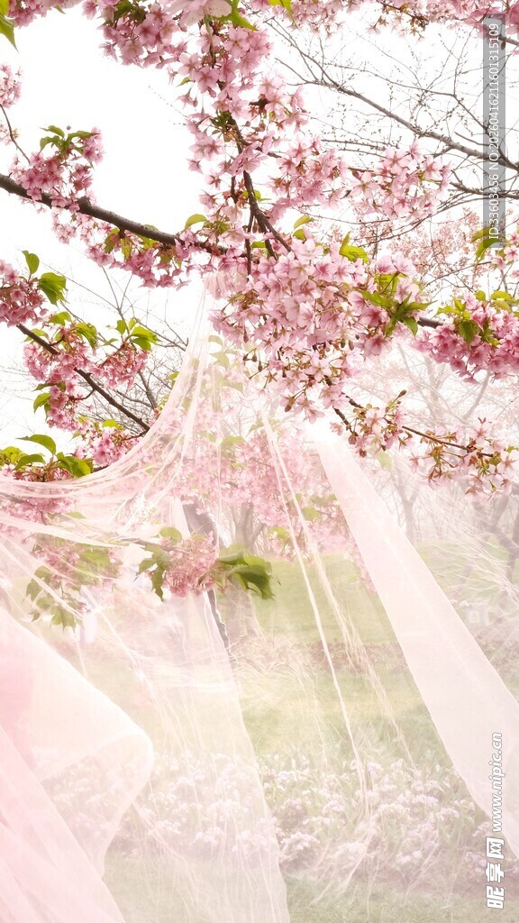 春日粉樱下的轻柔纱幔