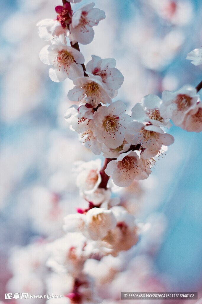 枝头绽放的美丽杏花