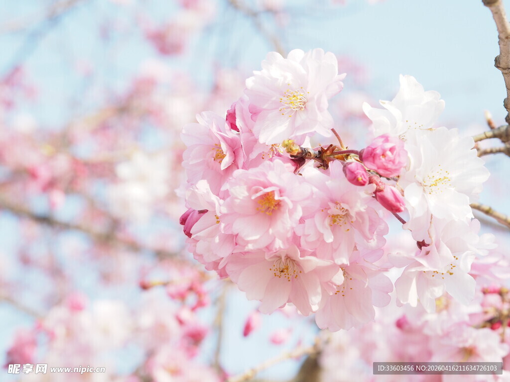 烂漫樱花绽放枝头