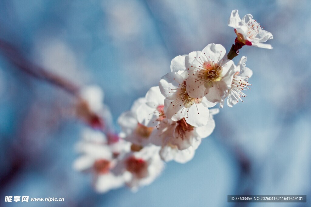 枝头盛开的娇艳杏花