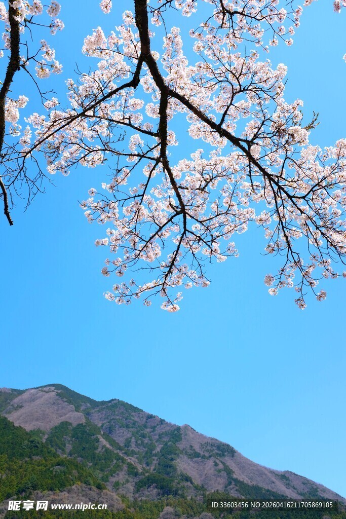 蓝天樱花与远山美景