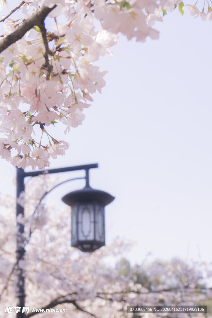 樱花树下的复古路灯