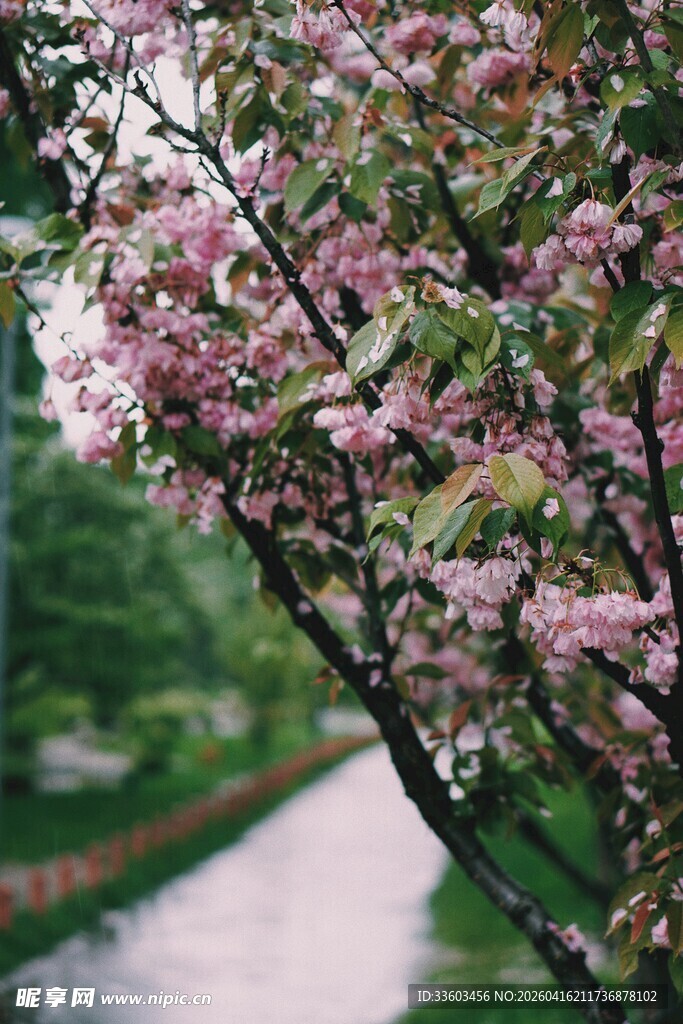 春日繁花满枝的烂漫景象