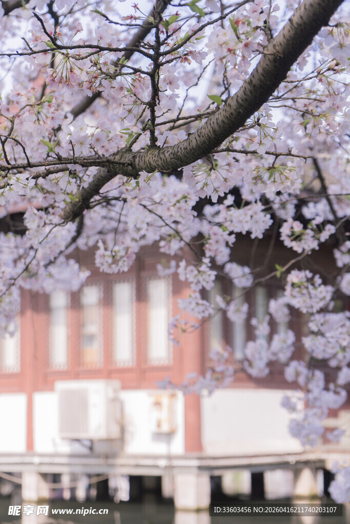 樱花烂漫下的建筑景观