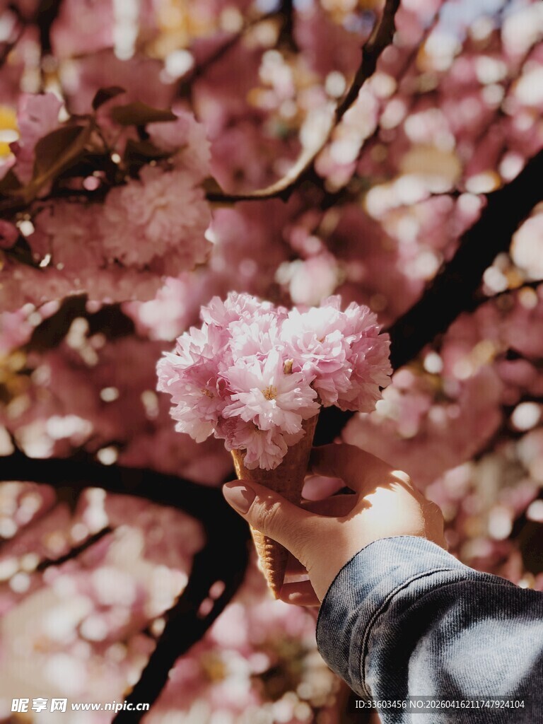 手托心形樱花美如画