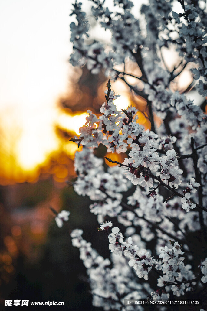 夕阳下绽放的洁白繁花