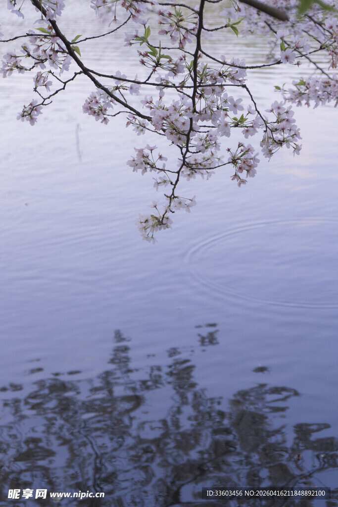 湖畔樱花倒影