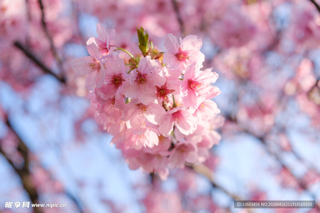 春日绽放的粉嫩樱花