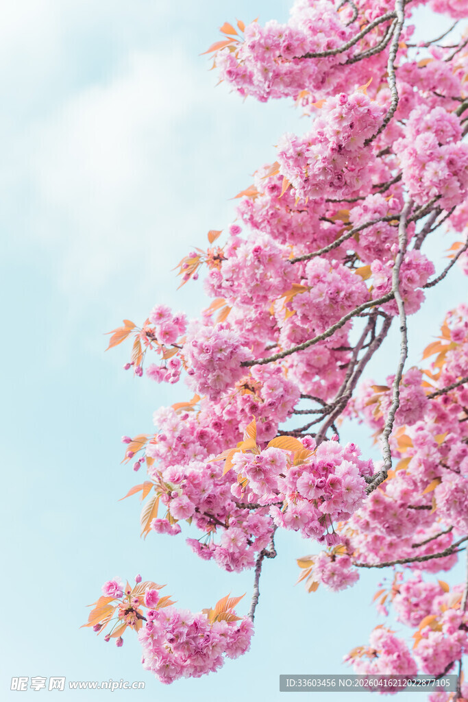 枝头粉花绽于蓝天之下