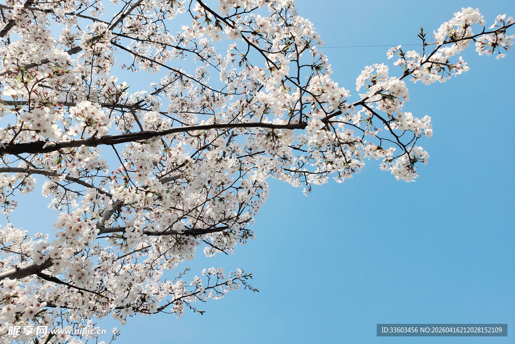 蓝天映衬下的烂漫樱花枝
