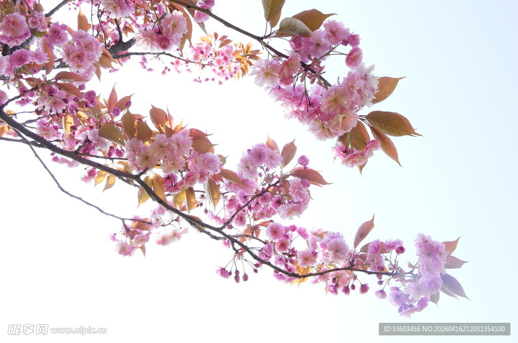 枝头绽放的粉色烂漫花朵