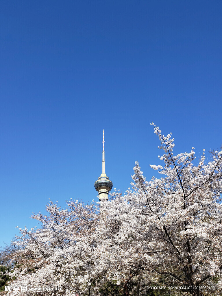 蓝天樱花中的高耸尖塔