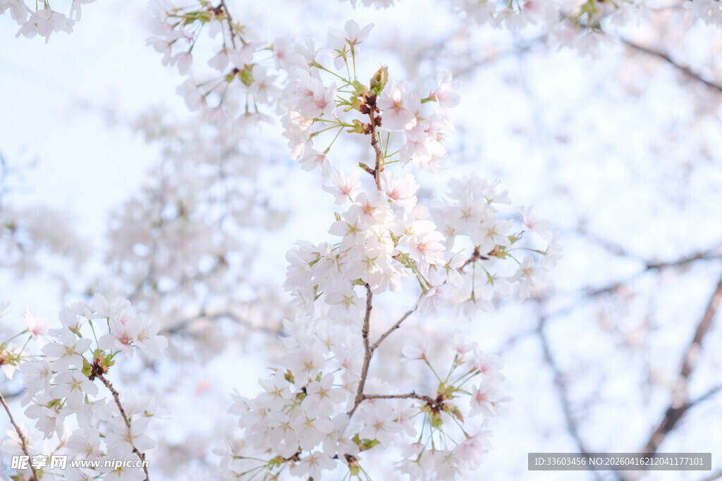 春日绽放的美丽樱花