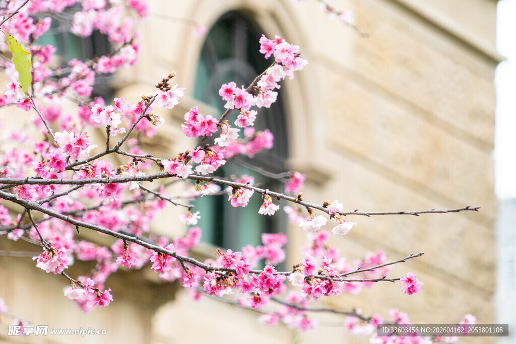 窗前绽放的粉嫩花枝