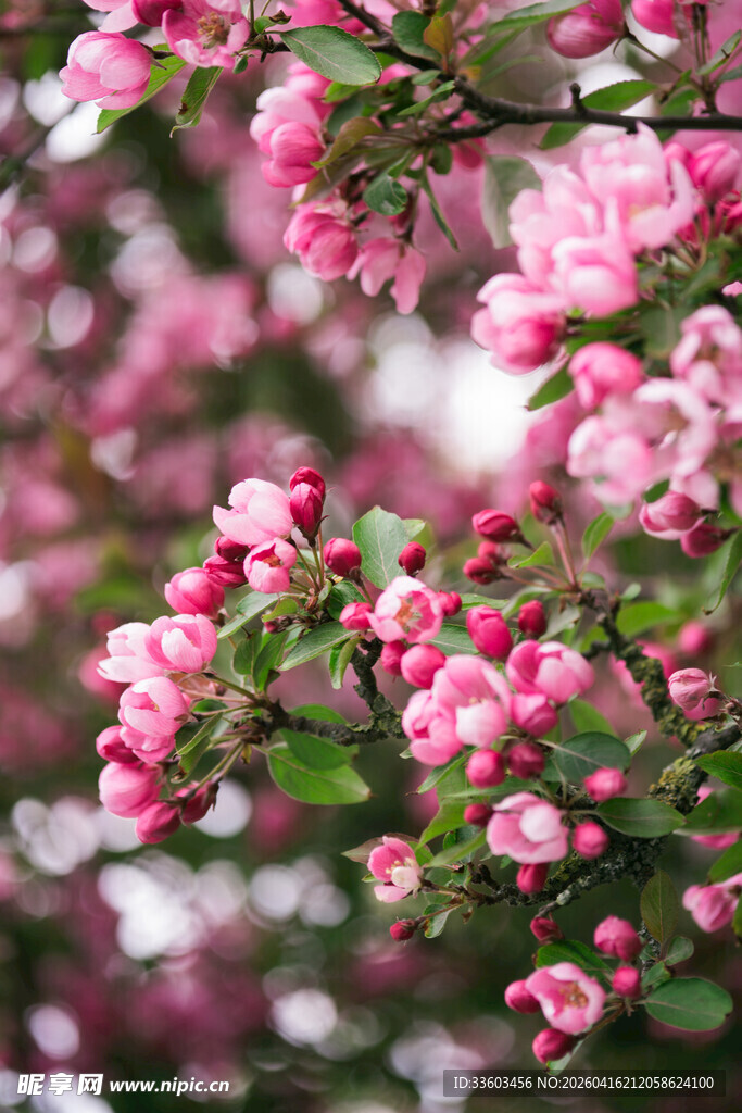 盛开的粉色繁花