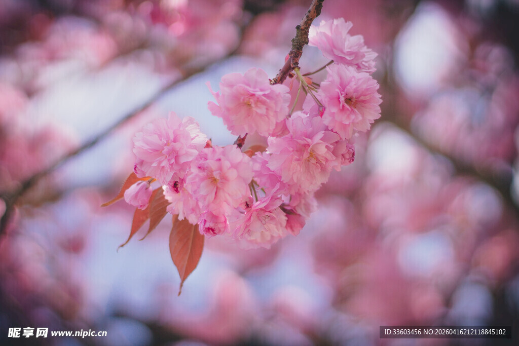 枝头粉嫩樱花绽放