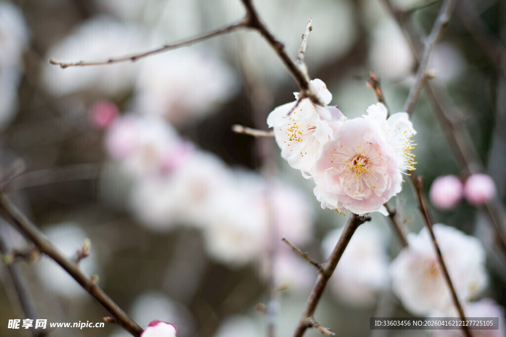 粉白梅花绽放枝头