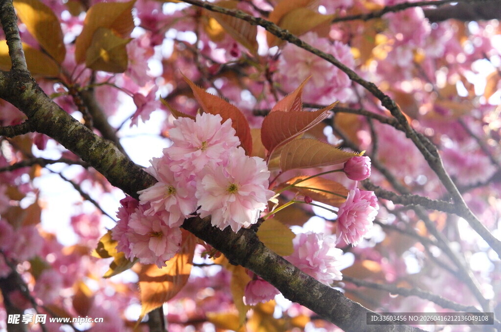 烂漫盛开的粉嫩樱花枝