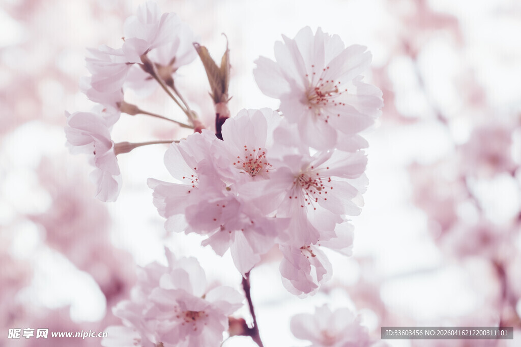 粉嫩樱花绽放枝头