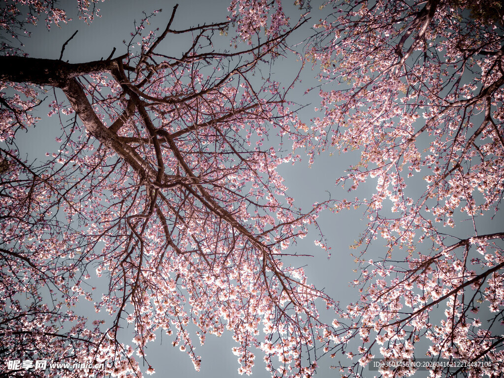 枝头绽放的粉嫩樱花