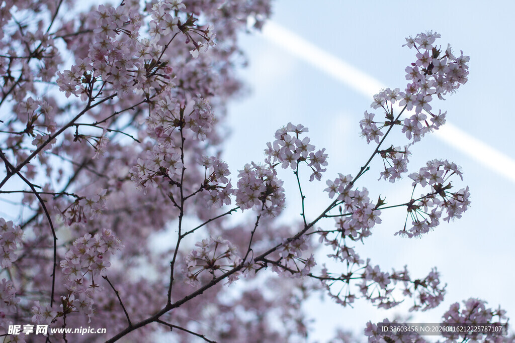 枝头绽放的粉嫩樱花