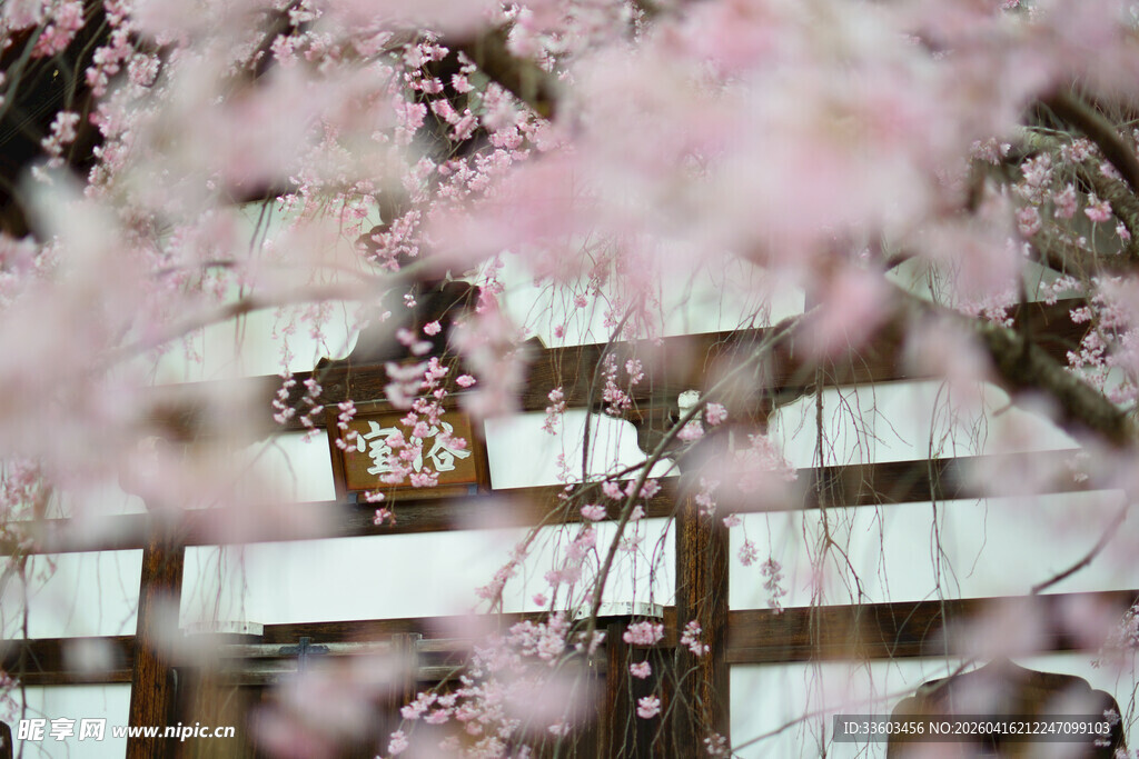 樱花掩映下的老旧邮箱