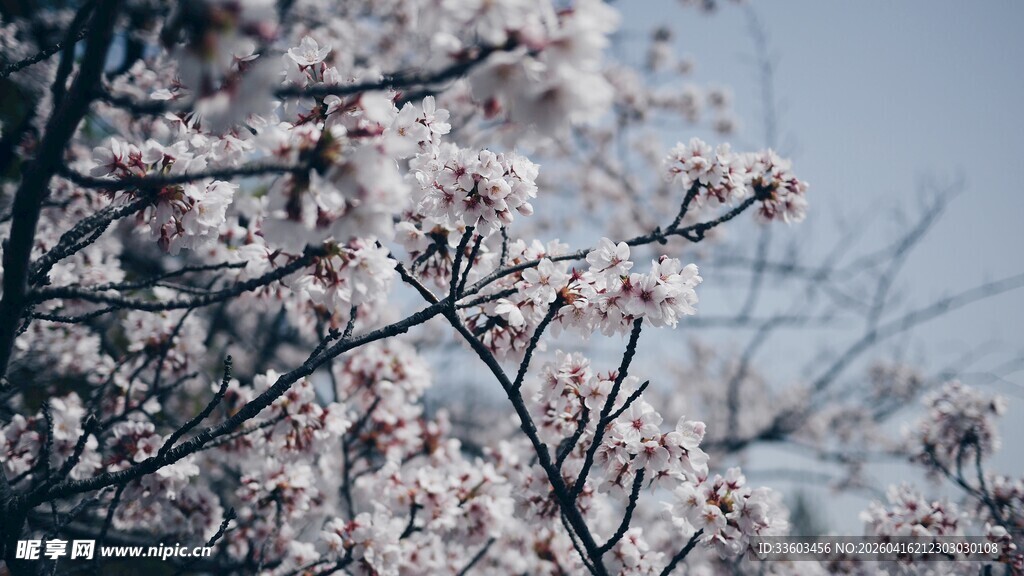枝头绽放的烂漫樱花