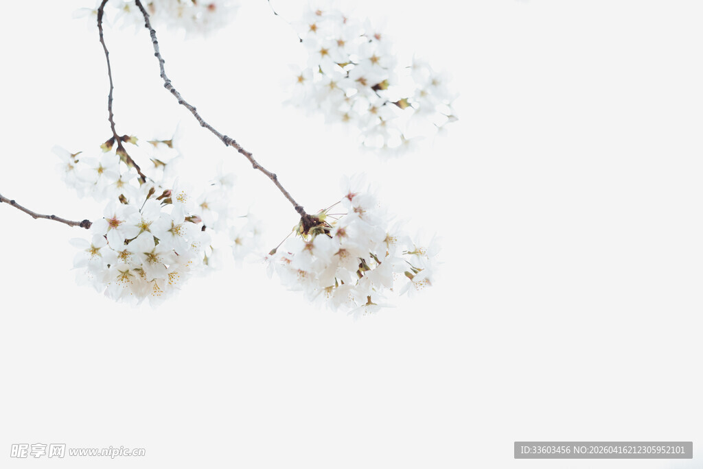 白色小花枝特写