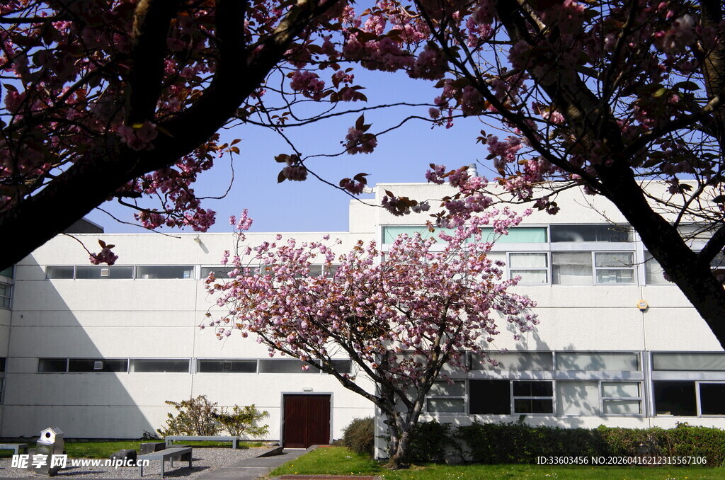 春日建筑旁绽放的烂漫樱花
